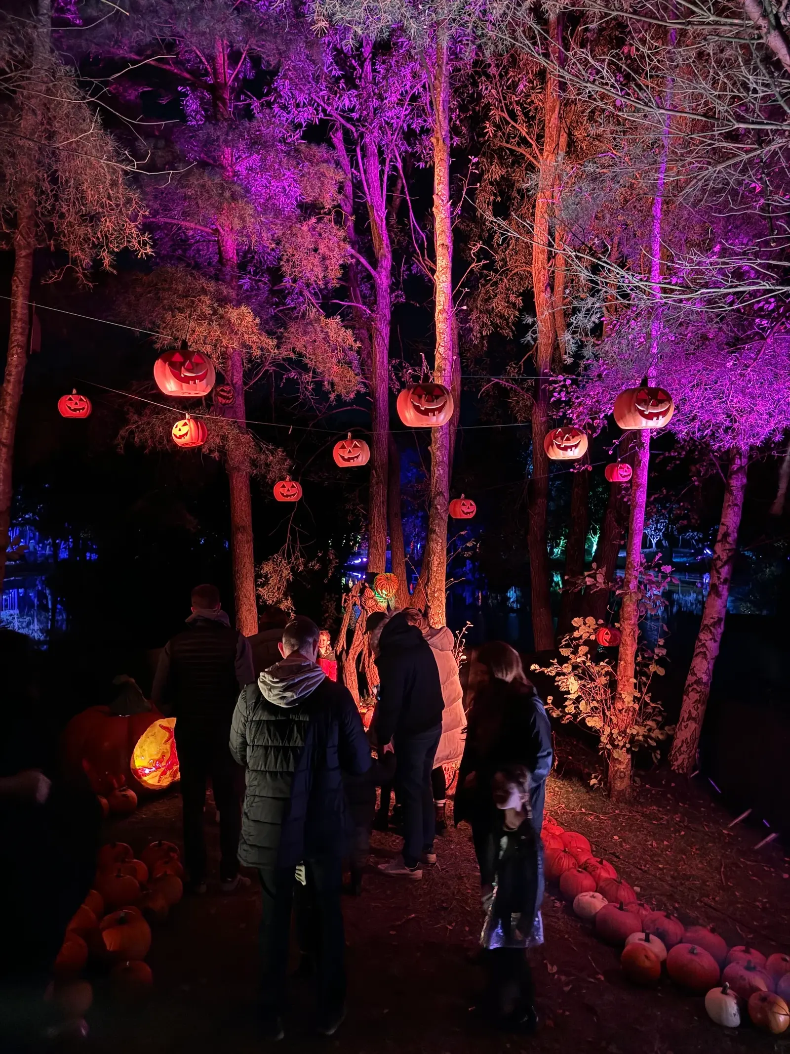 Halloweenville Halloween light trail Cheshire